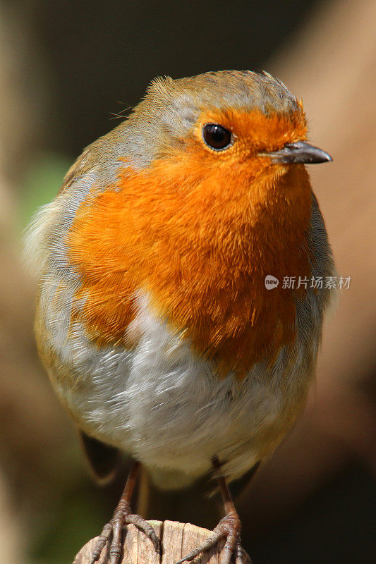 野知更鸟红胸雀栖息在篱笆柱在阳光下，知更鸟鸟(Erithacus rubecula)栖息在橙色红色的胸部和棕色的羽毛，花园野生动物，自然和鸟类观察在英国，英国，在模糊的花园背景